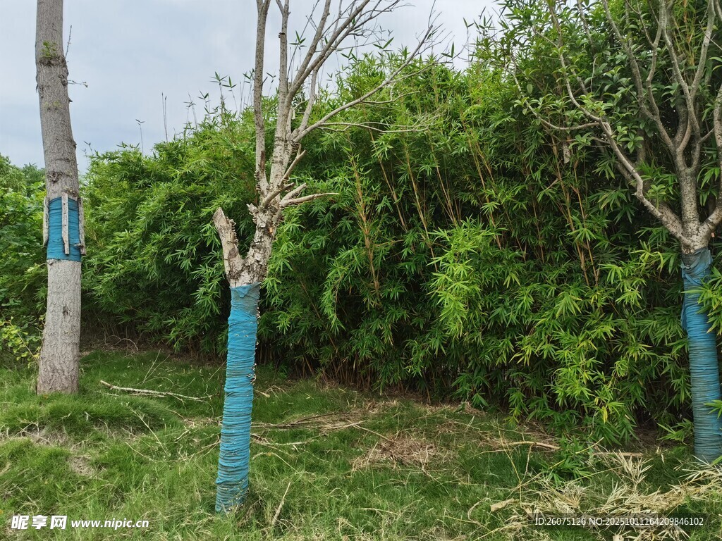 绿树环绕的蓝色护树场景