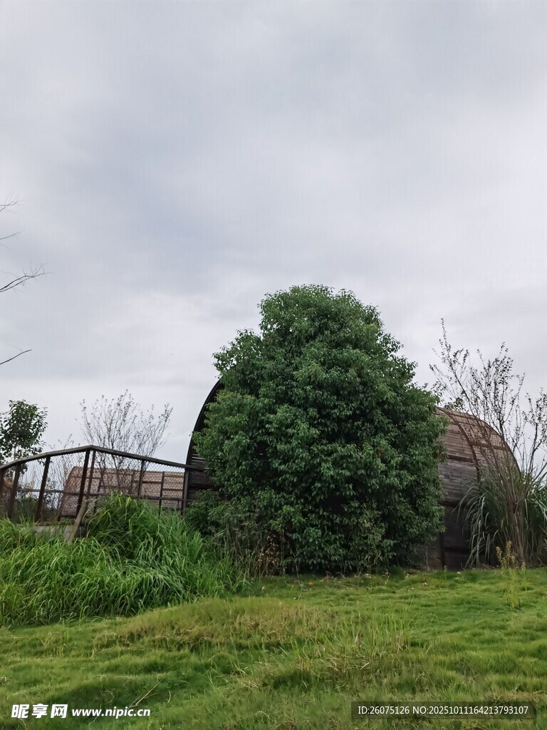 乡村草地旁的茂密绿植