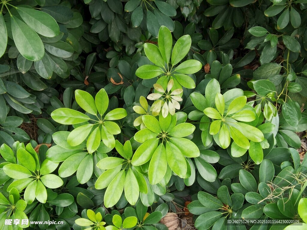 翠绿叶片植物特写