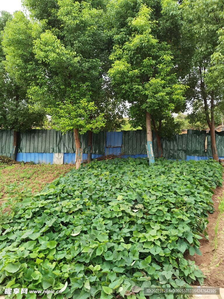 绿意盎然的菜园景观