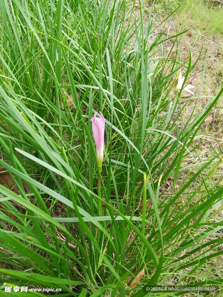 草丛中的单朵紫色小花