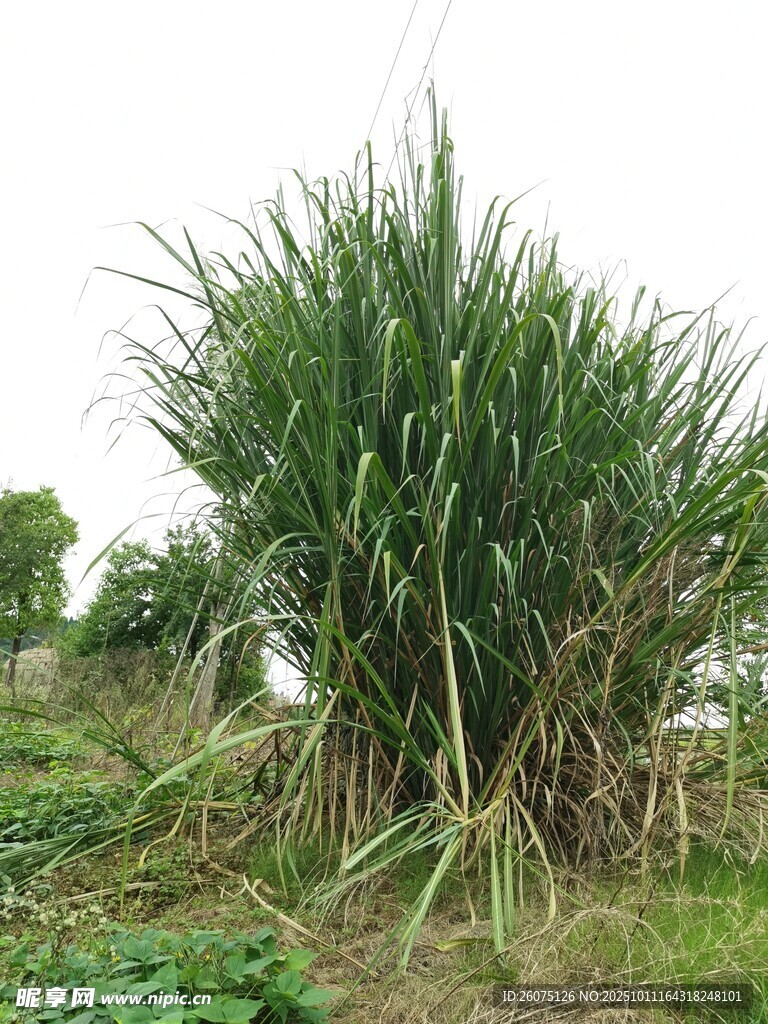 茂盛的甘蔗植株