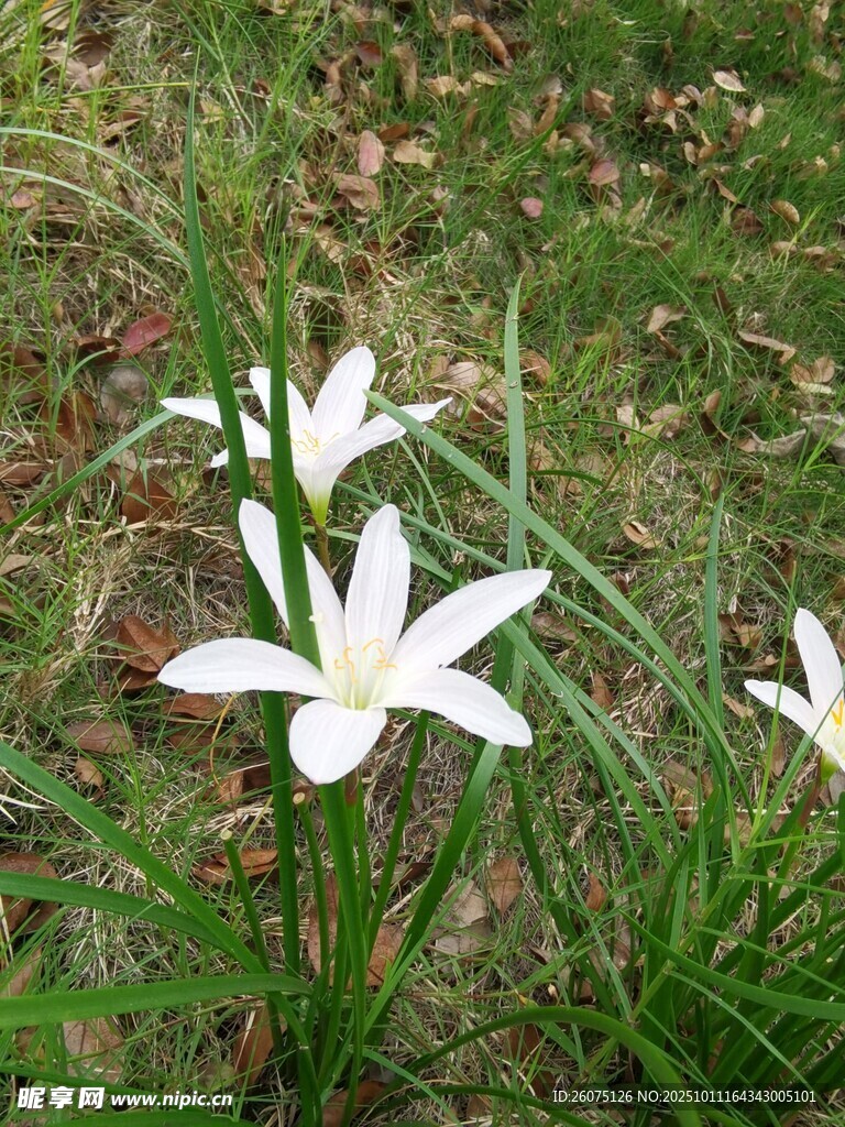 草地上的白色美丽小花