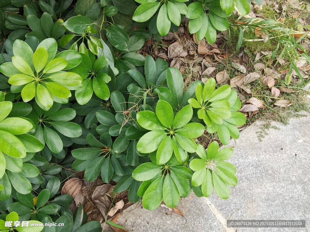绿叶簇拥的清新植物景观