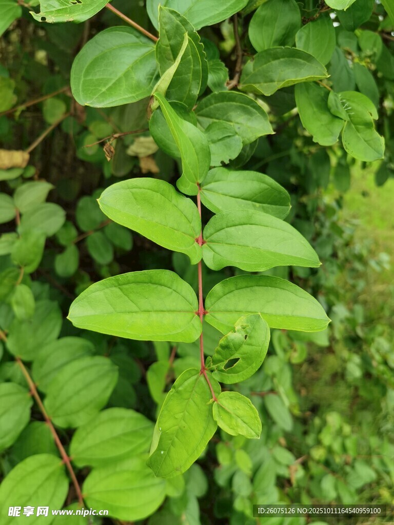 翠绿叶片的生机植物