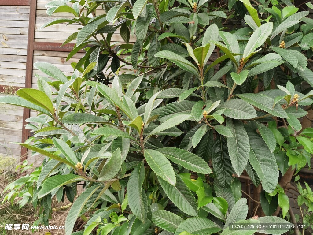 绿叶繁茂的植物