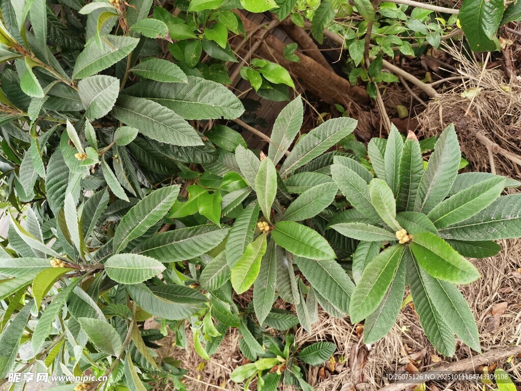 绿叶植物特写