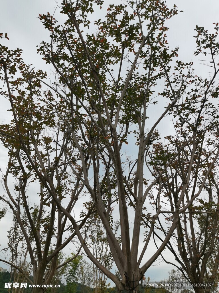 枝头稀疏的树木景观