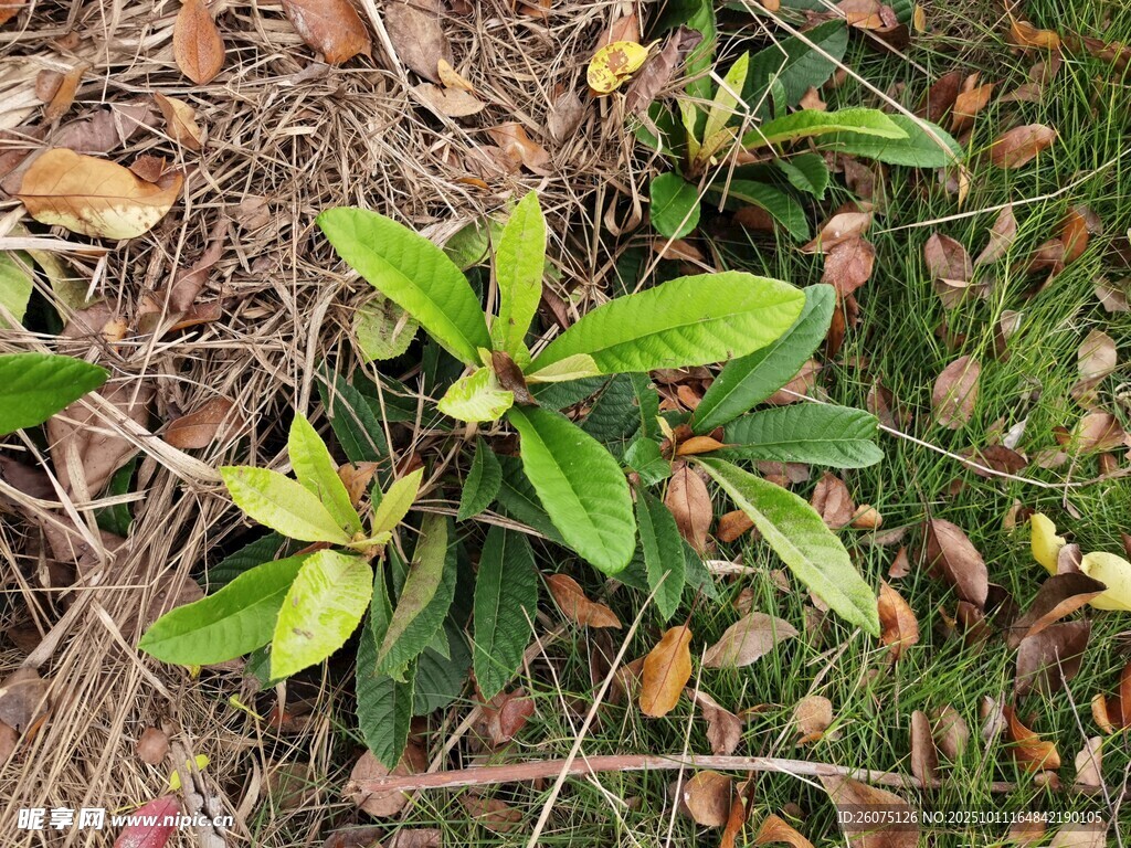 地面生长的嫩绿植物