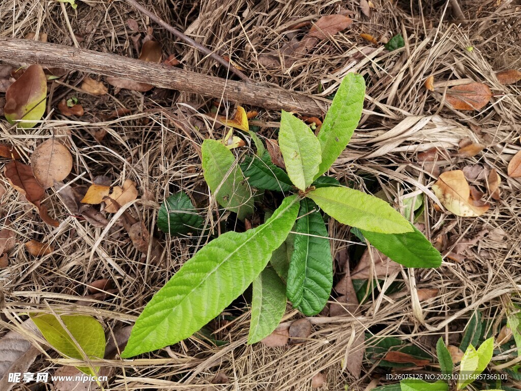 地面上的嫩绿植物