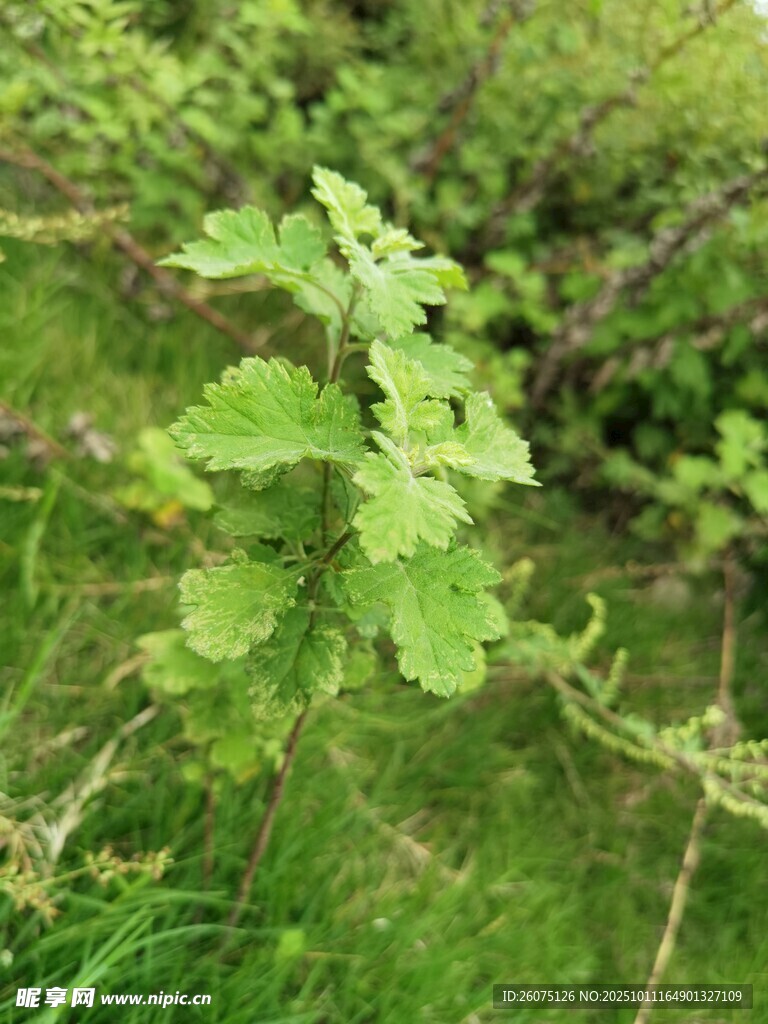 野外生长的带刺绿色植物
