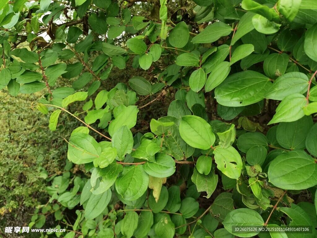 翠绿繁茂的叶片植物