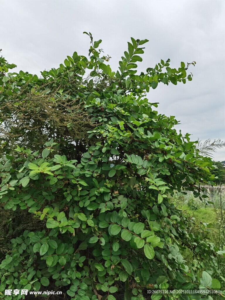 茂盛绿植展现自然生机