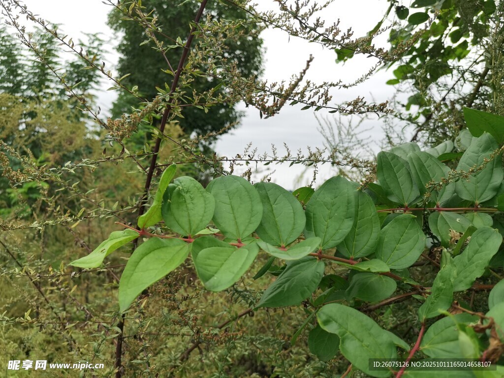 绿叶繁茂的自然植物景观