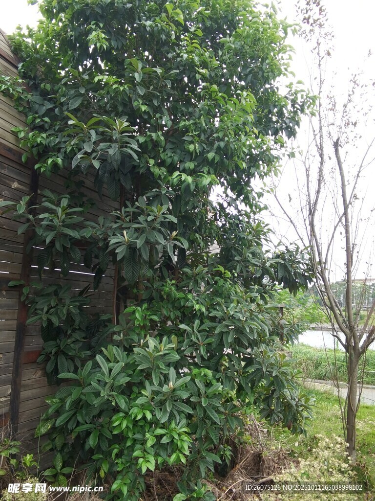 繁茂绿植攀爬墙面景观