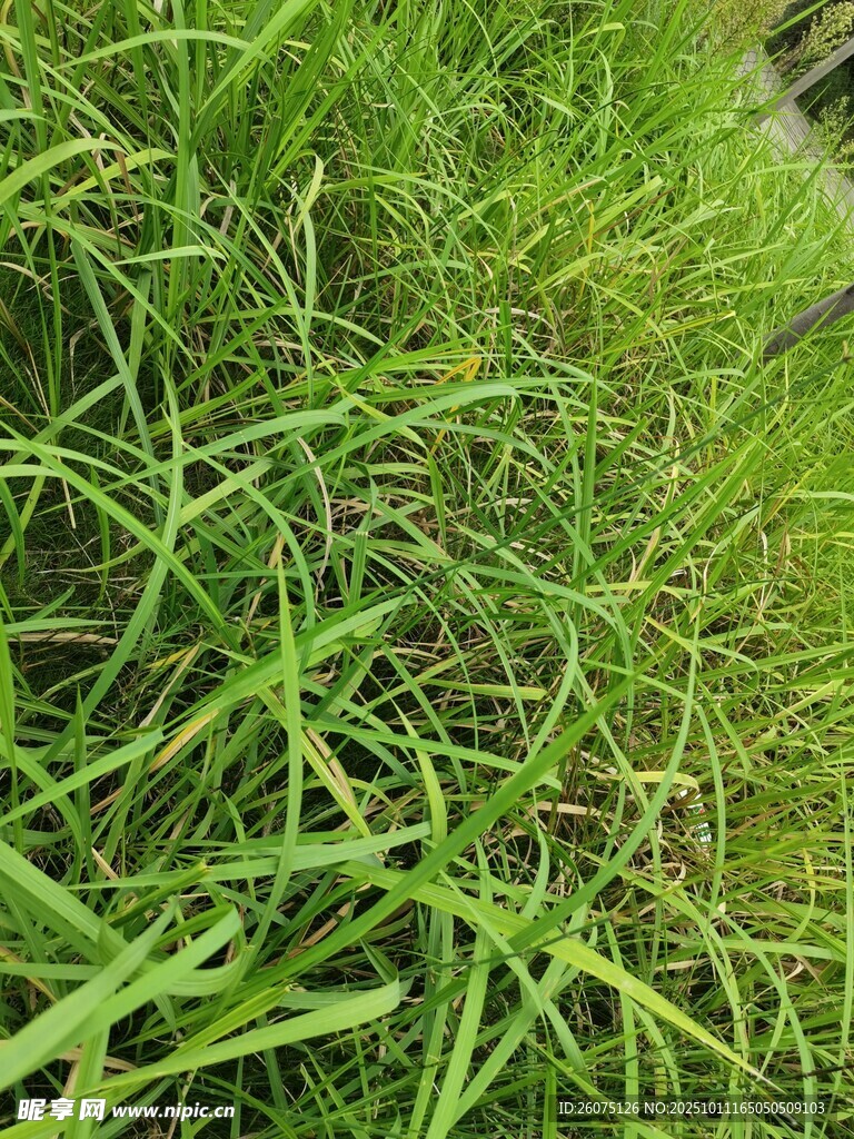 翠绿茂盛的草地