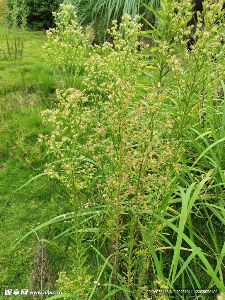 野外绿色植物景观