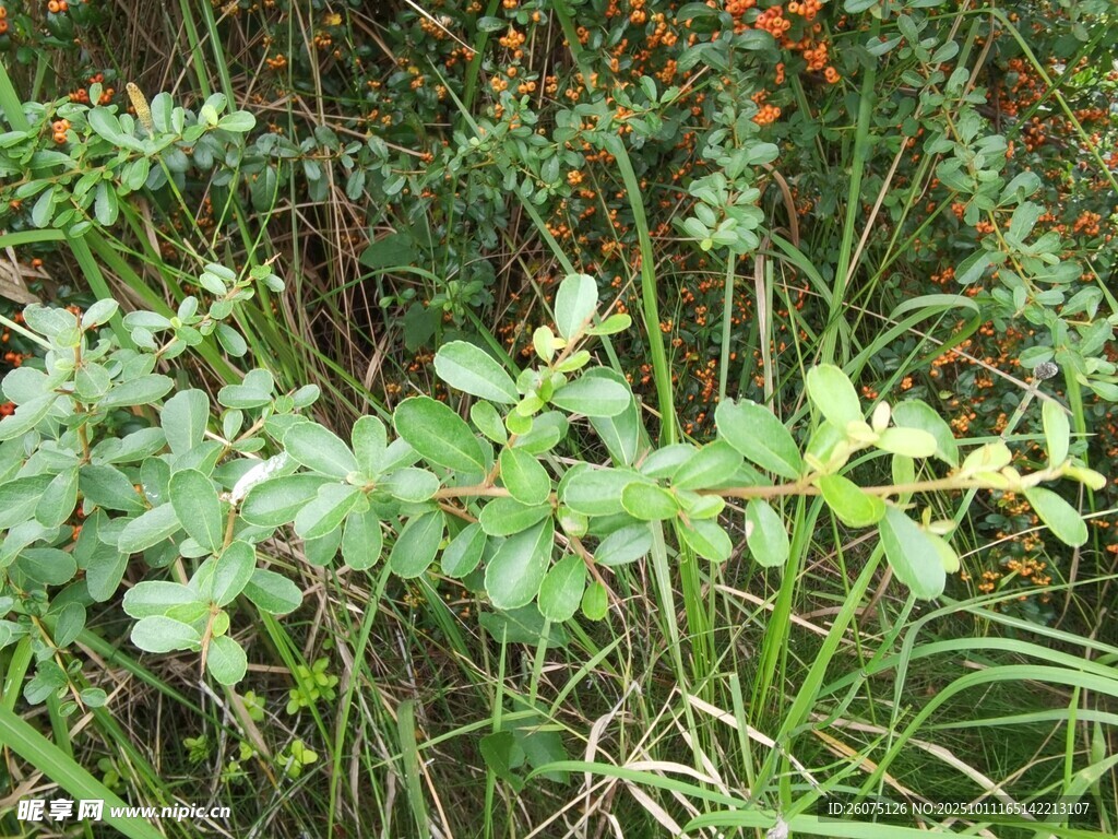 多样绿植景观