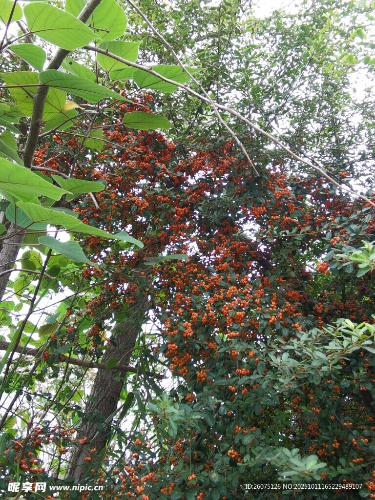 林间多彩树叶景观