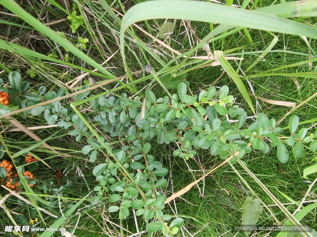 草丛中的绿色植物与小花