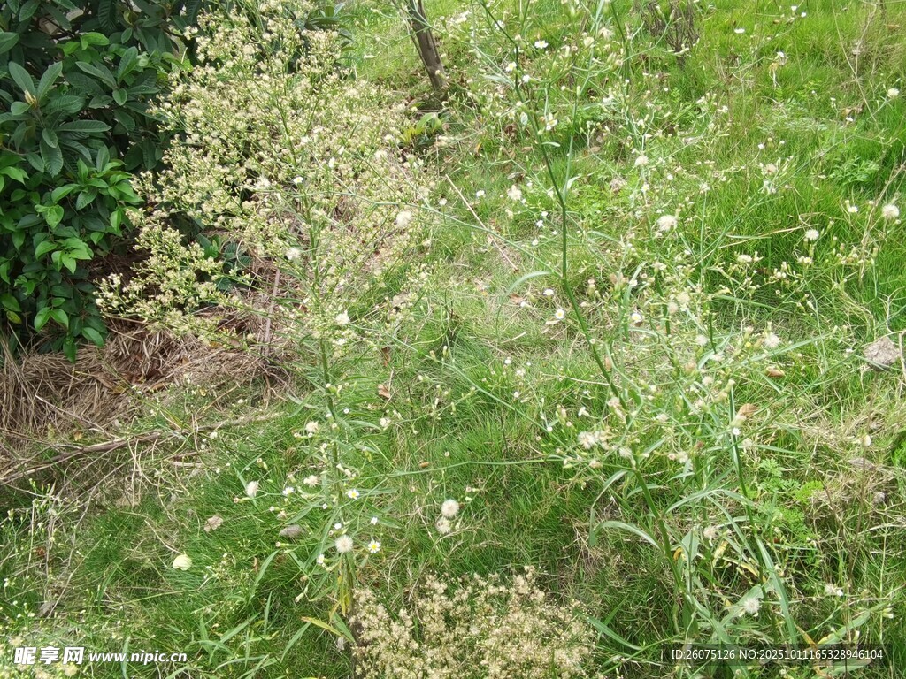 野外草地景象