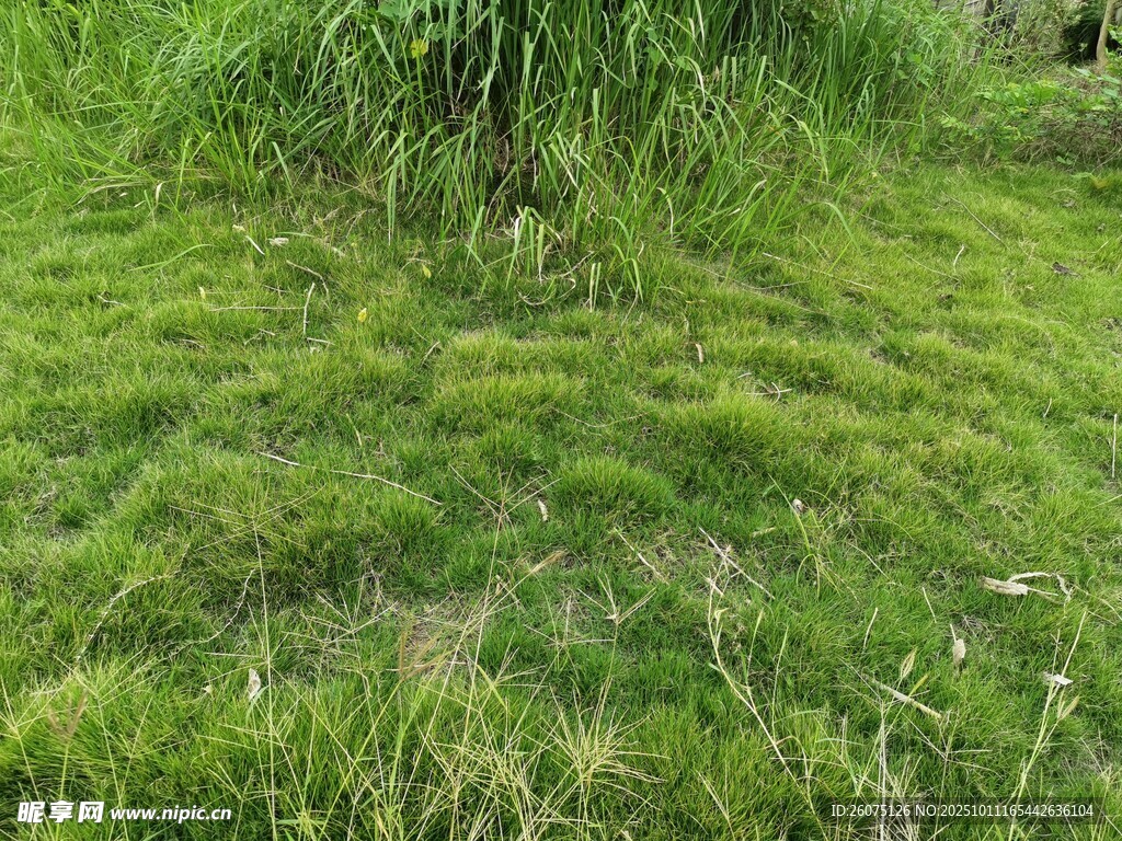 翠绿草地生机盎然