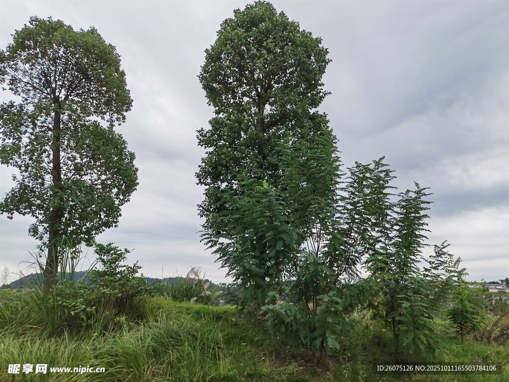 野外挺拔树木风景图