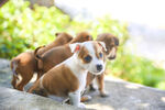 可爱幼犬群聚在一起