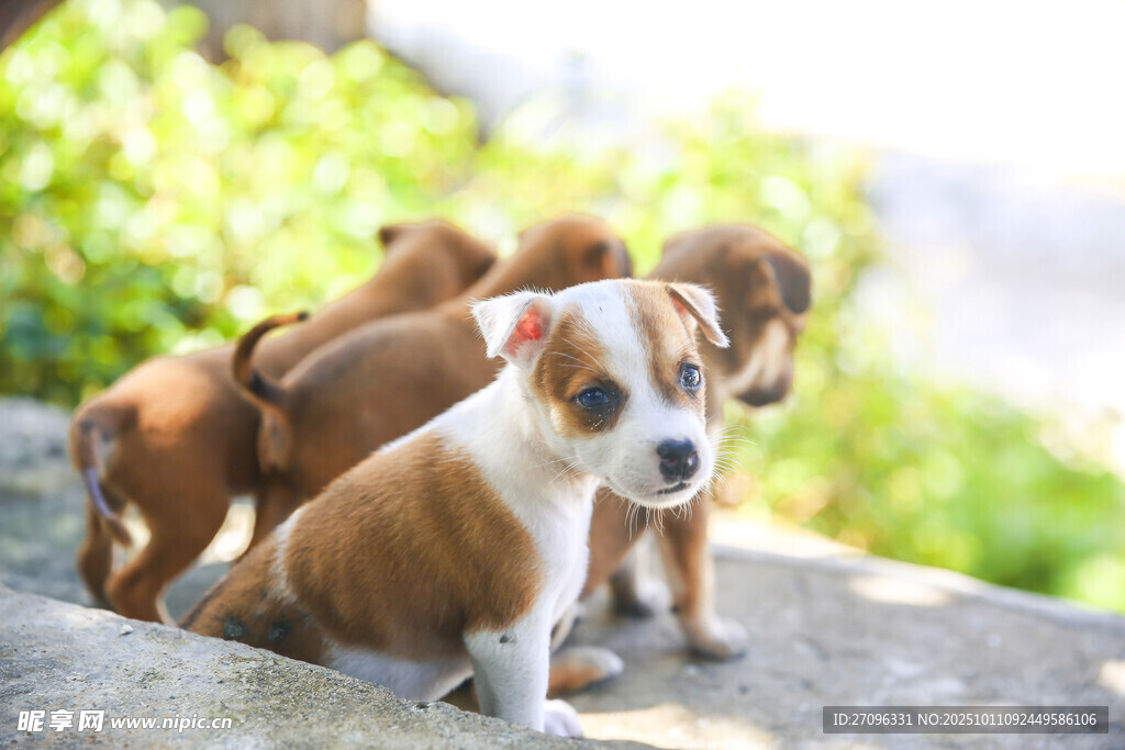 可爱幼犬群聚在一起