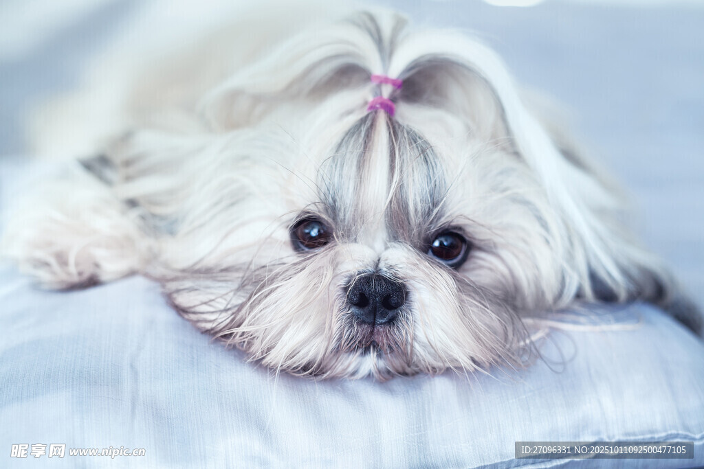 可爱西施犬趴在柔软垫子上