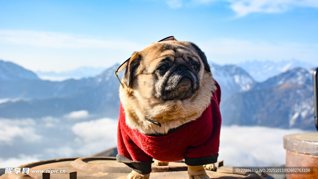 穿红衣的巴哥犬眺望群山