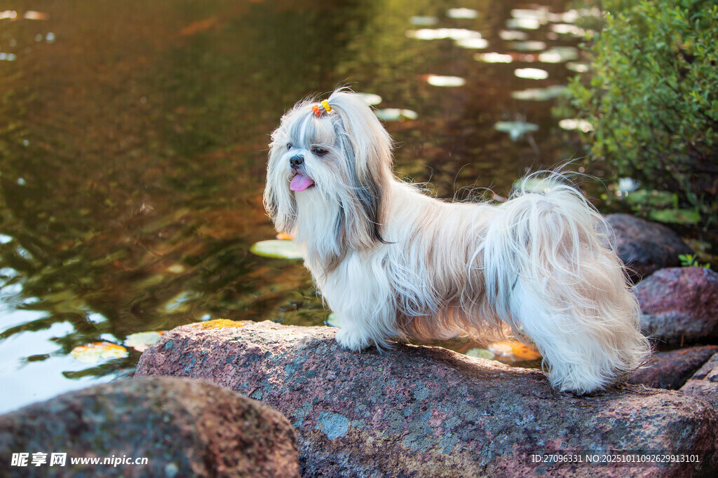 湖畔长毛犬悠然自得