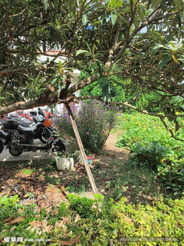 林间停放的摩托车与绿植