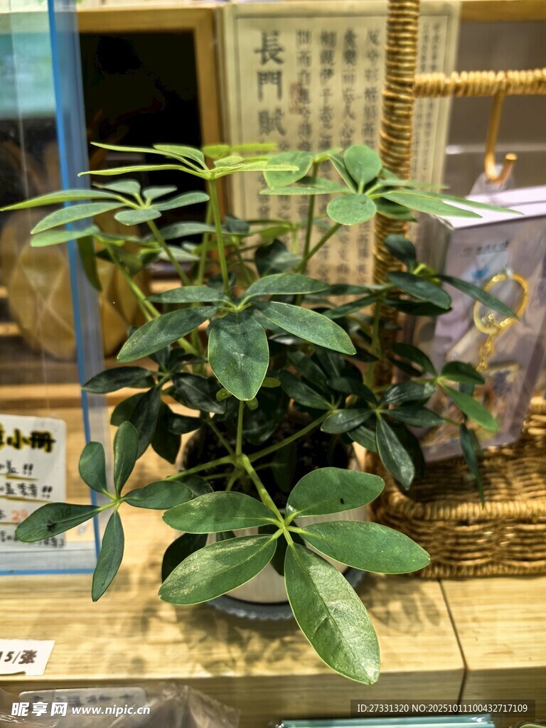 室内绿植盆栽展示