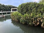 河畔绿植环绕的宁静景致