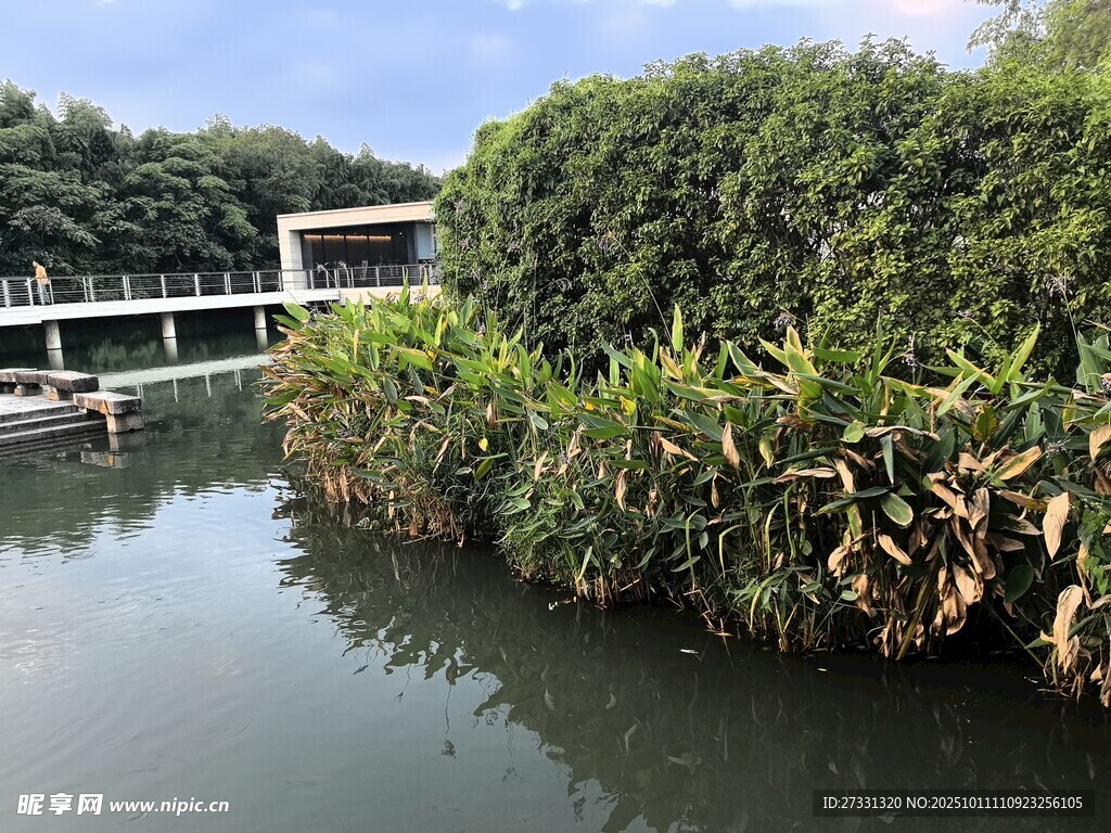 河畔绿植环绕的宁静景致