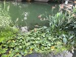 池塘中的睡莲与水生植物