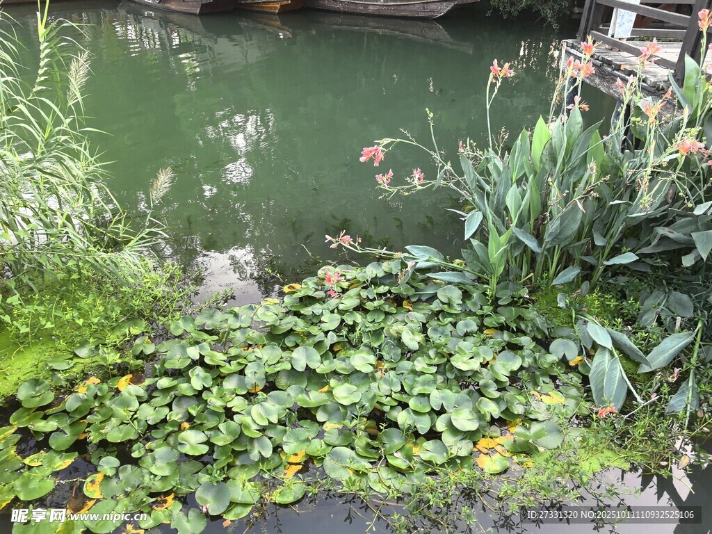 池塘中的睡莲与水生植物