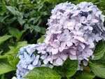 绣球花