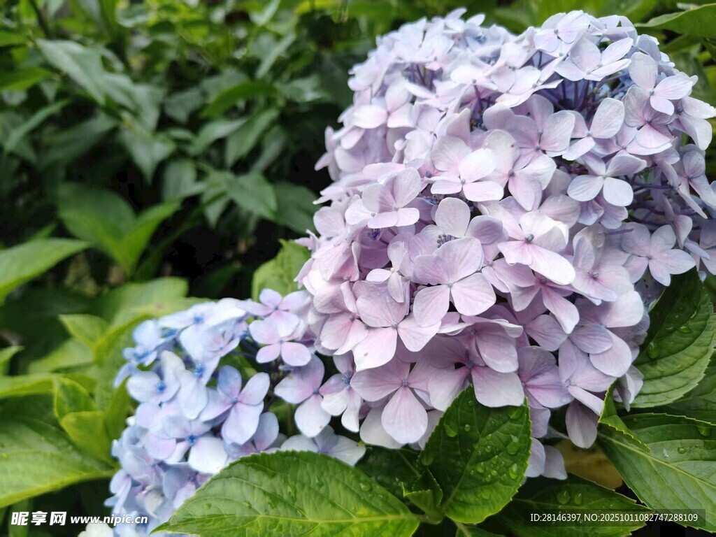 绣球花