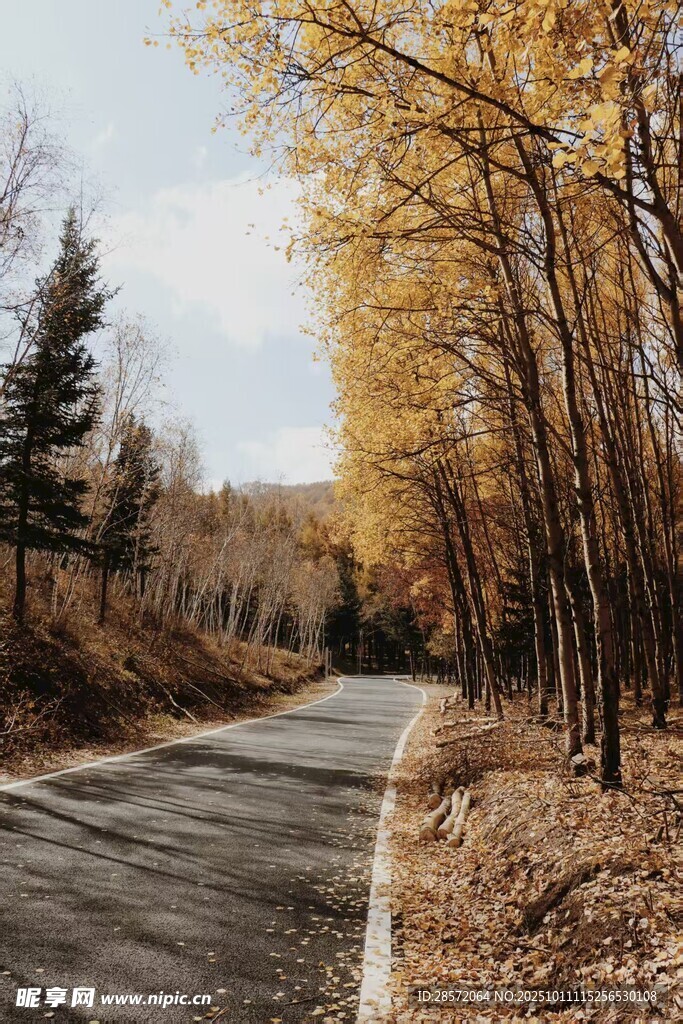 秋日林间小路