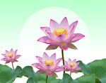 荷花背景