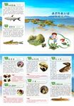 海洋生物科普知识宣传页