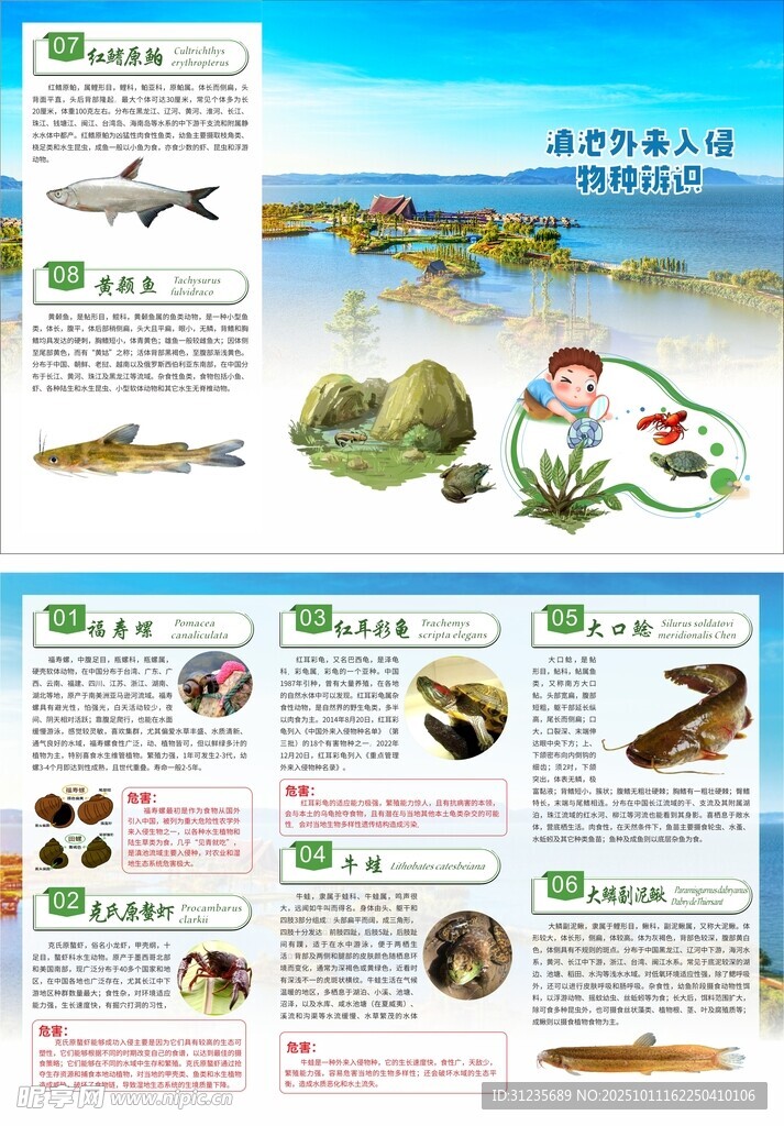 海洋生物科普知识宣传页