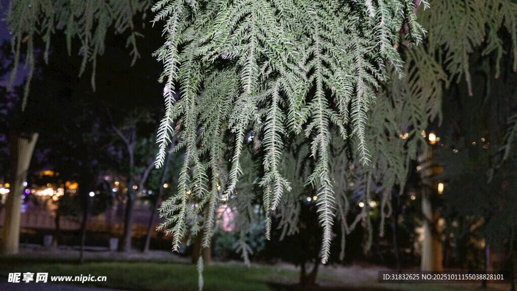 夜晚垂柳景观