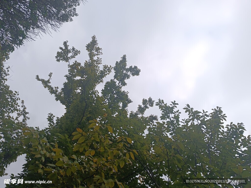 仰视树冠与朦胧天空