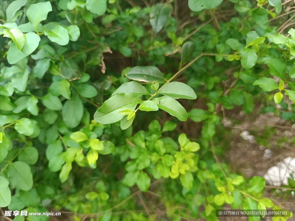 绿叶繁茂的植物景观