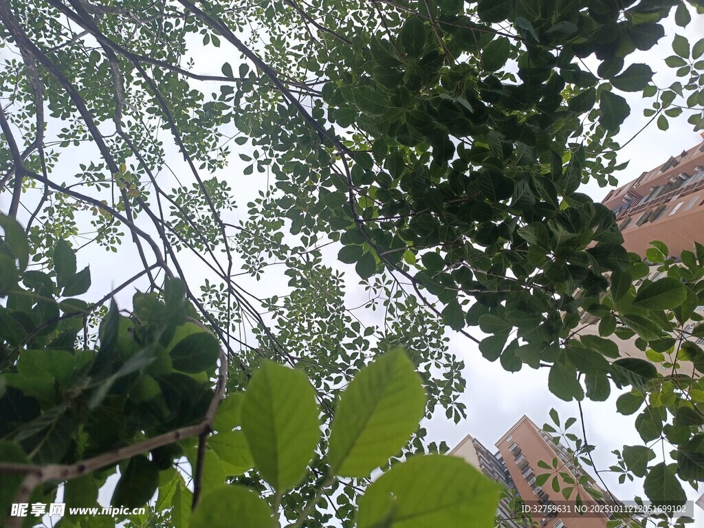 仰视葱郁枝叶与楼景