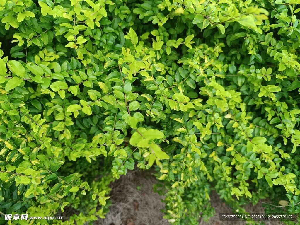 翠绿繁茂的爬藤植物