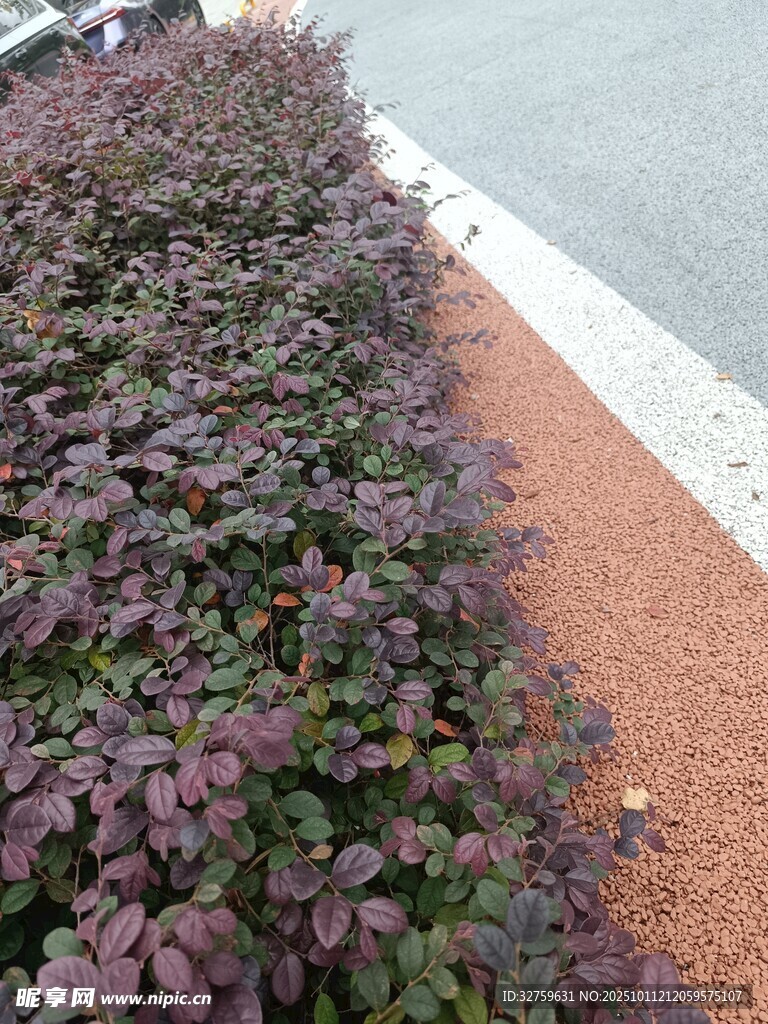 紫色灌木植物景观